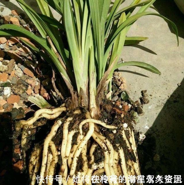 一个样|养花先“养根”,盆下埋点“它”,根系一天一个样,长疯了!