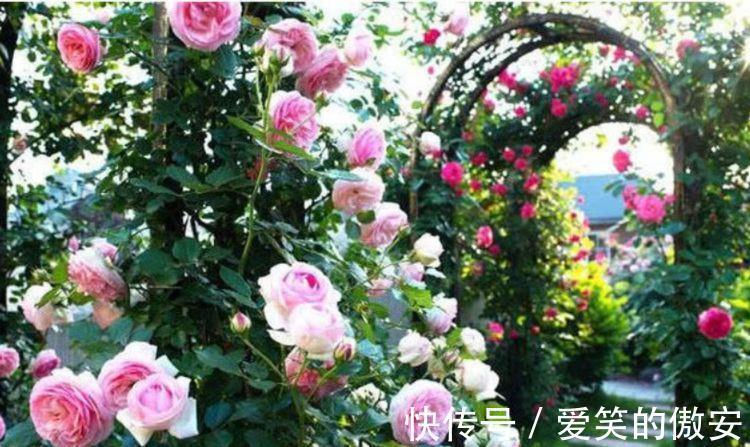 阳台|家里阳台必养此款花卉,一年四季开花不断,璀璨夺目超漂亮!