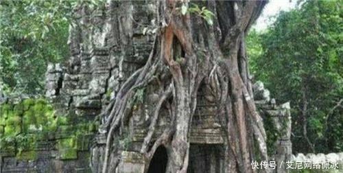 为何盗墓贼见古墓旁有柳树,转身就走?原来这里有个不成文的规定