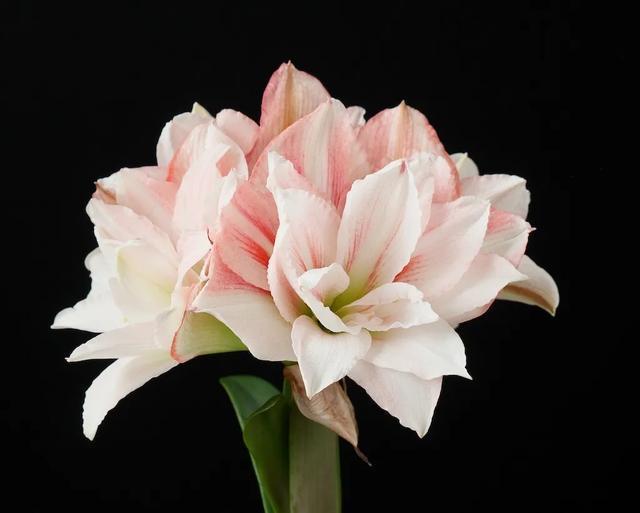 朱顶红美起来，就没其他花什么事儿，27个品种一个赛一个的美