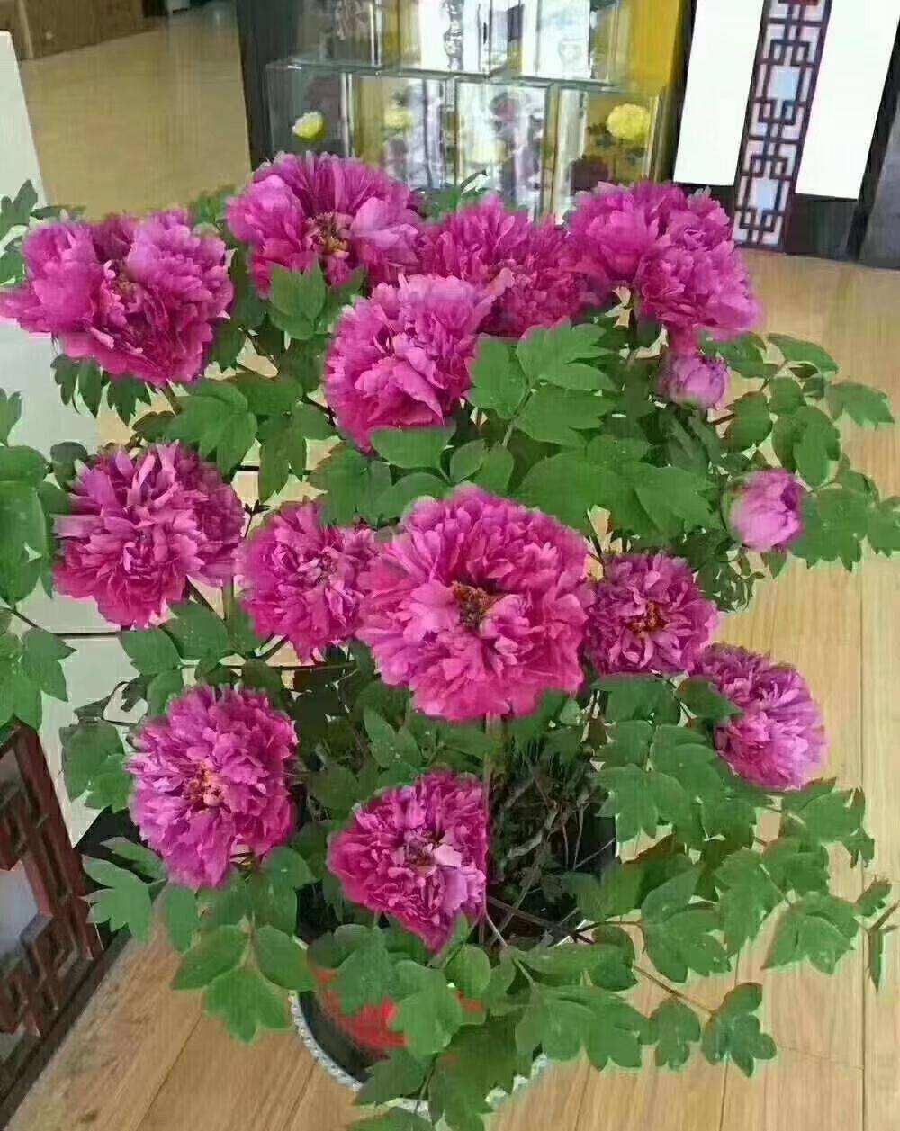 老桩|6种富贵花,全都“寿命长”,轻松养成老桩,越大越“旺家”