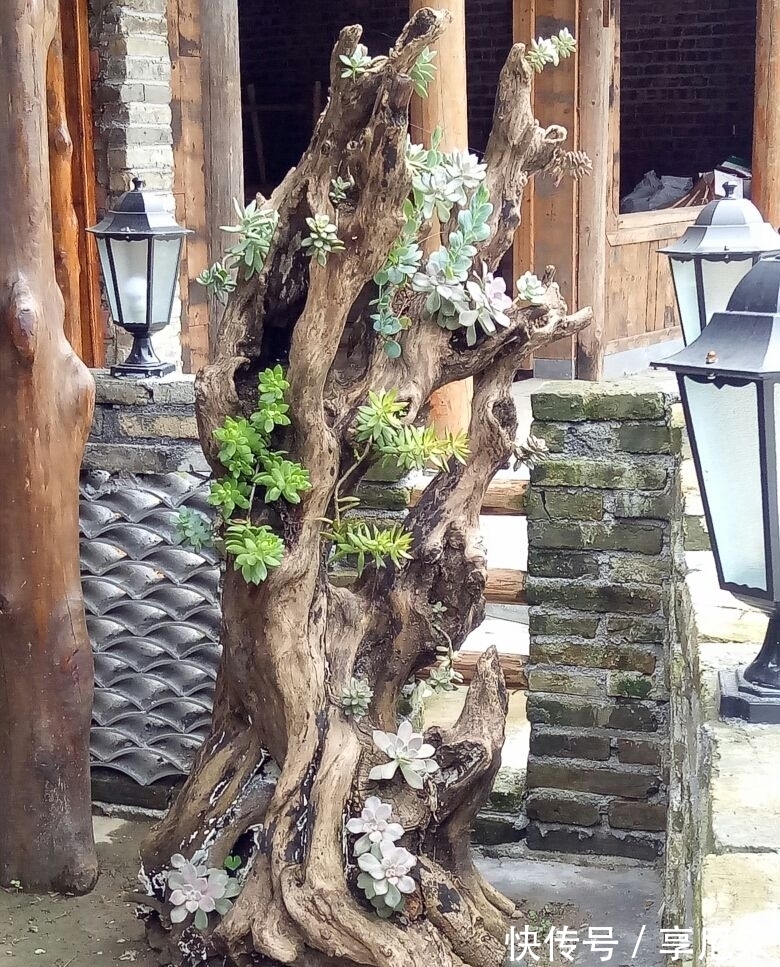 家里的垃圾别丢掉,拿来种多肉,省下一大笔钱