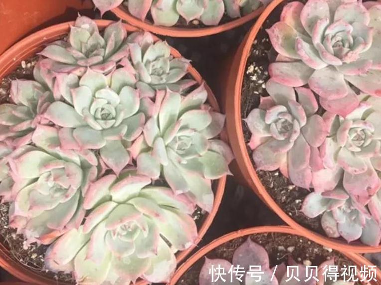 好养的多肉劳伦斯