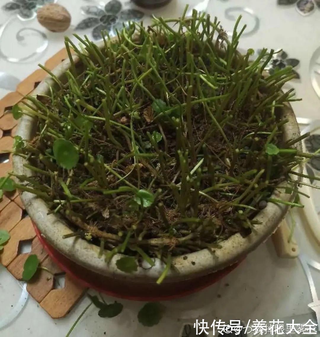 花苞|3种花，开花就会死，长花苞就赶紧剪掉