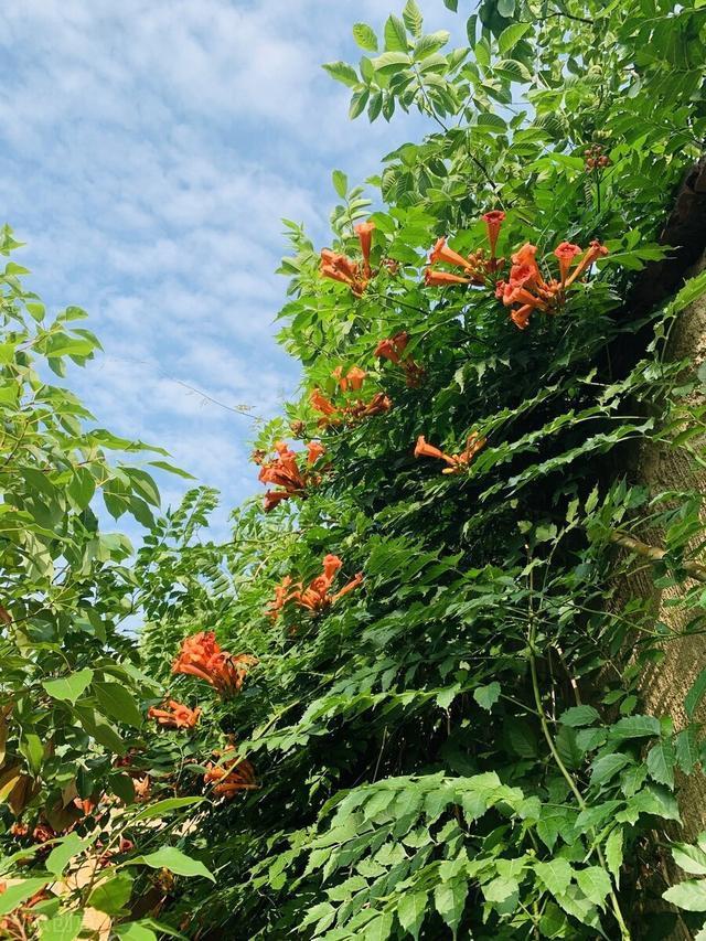 好好的院子，被一棵“霸道”的凌霄花给毁了