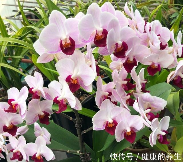 养蝴蝶兰,牢记“4透”,开花一茬接一茬!