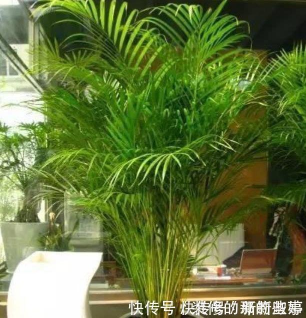 清香|夏天家里养此款花,人养花,花也养人,空气清香去异味,漂亮好养