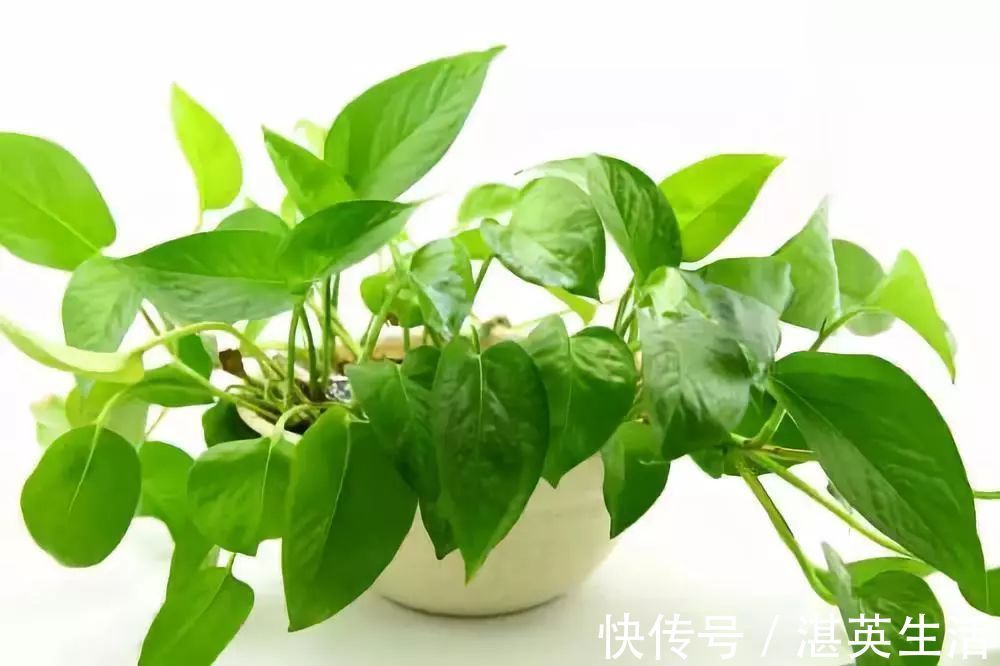 喜欢在家中养护花卉，就选择3种花色艳丽，花期长，养护漂亮的花