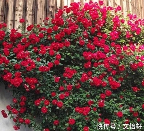 品种|100个月季品种，千姿百态，每个都很漂亮，图名并茂，值得收藏