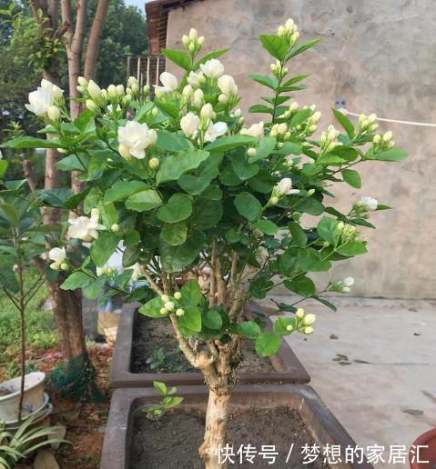 夏天|4种“漂亮花”，秋天怕乱修剪，姿势不对，剪了白费，不开花