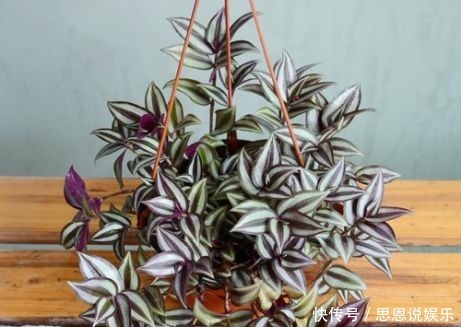 开花|4款花卉好养易成活,花美似牡丹,全年开花不断