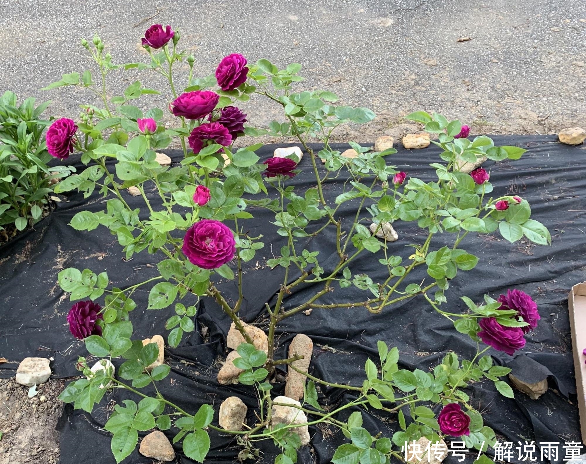 如何让月季变得更加粗壮？月季壮苗大法，让月季苗壮、花多、枝粗