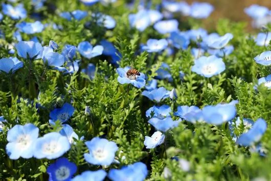 来松江看花海呀！蓝色的、超梦幻