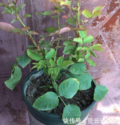  月季花黄叶，简单“3步”，茂盛绿油油，新枝嫩叶长出来，开爆盆