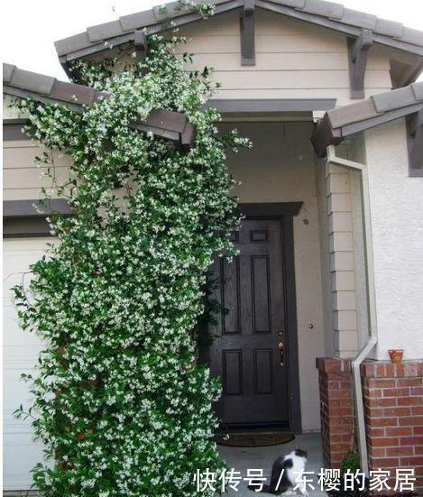 院子里不要乱种花,五一后此花要栽2棵,花开190天,香飘满院