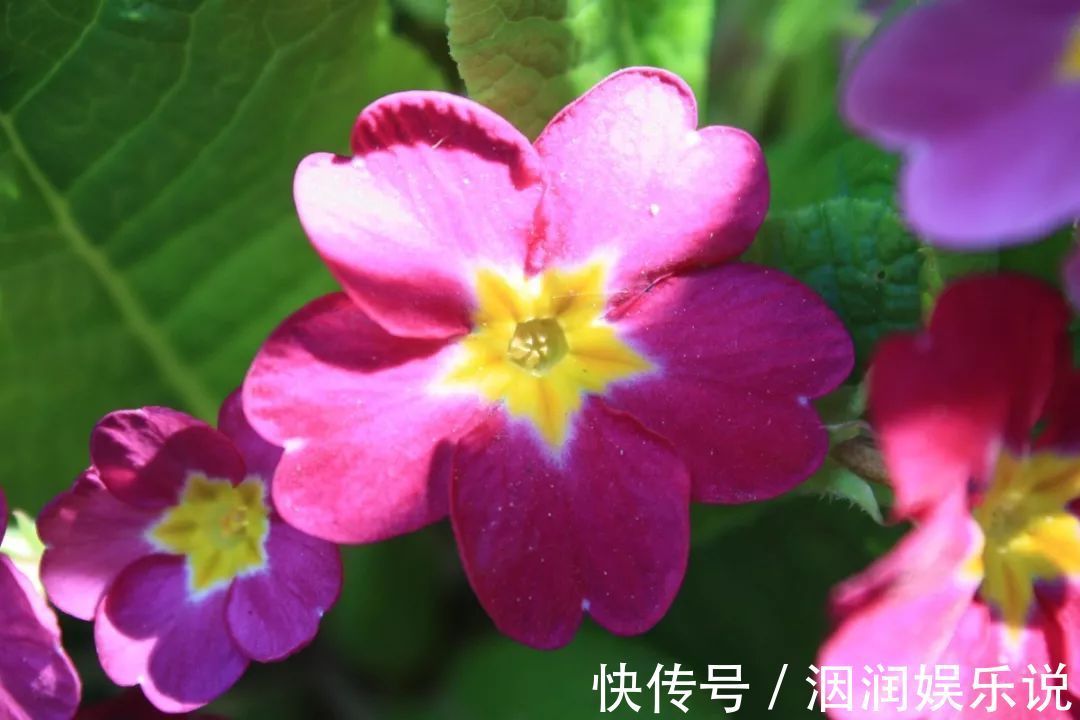 樱花草|此花是恋人之间的羁绊,有着此生唯一的寓意,是幸运之花