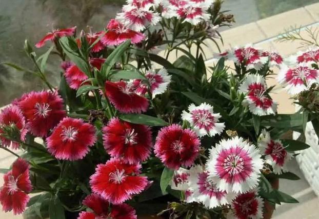 喜阳光充足的“4种花”,多晒太阳,株型饱满、花大色艳开爆盆