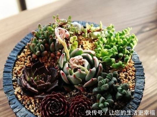 适应能力|如何养殖好懒人植物多肉从3方面下手,植株不再徒长、摊大饼!