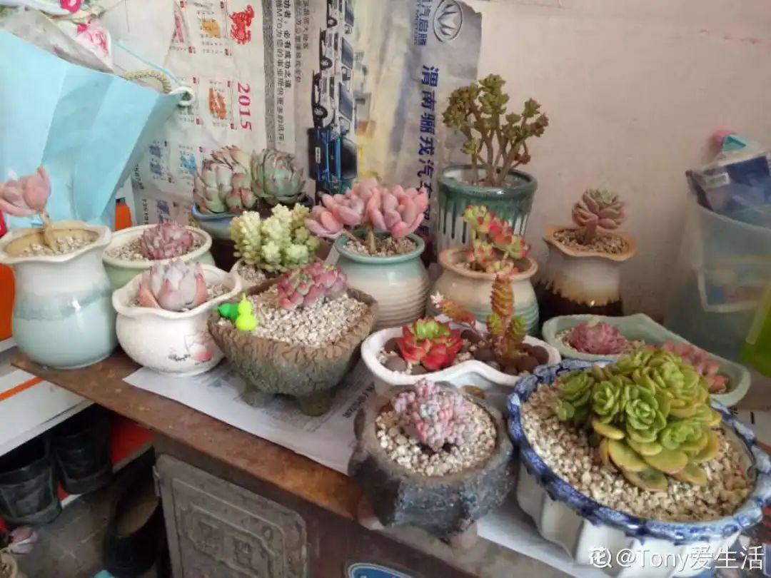 家里有这7种花,少浇水、不能晒,天热要休眠!