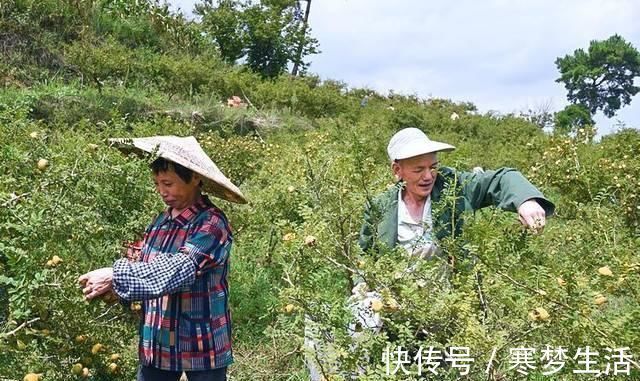 猕猴桃|它是野果中的“维C之王”，浑身带刺少有人吃，殊不知是果中奇品