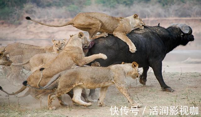 |动物搞笑照片的背后,是狮子的生存逻辑,和雄狮对流言蜚语的辩白