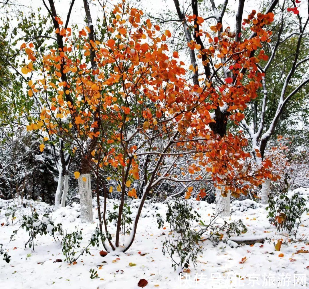 白雪世界|雪色与秋色荟萃出自然之美！