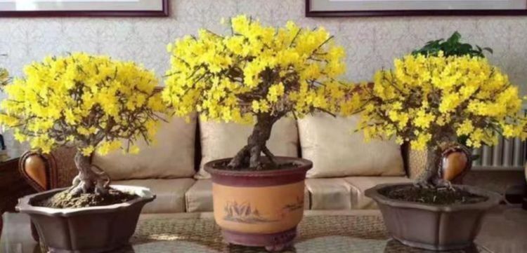 这些花朵超能开，现在入手照样能开爆盆，花朵美观又大气