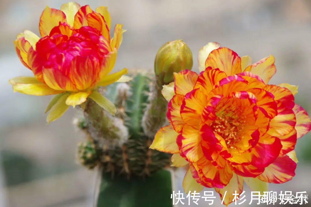 昙花|大爷家荷花种在花盆里,1次开花20朵,比巴掌还大!