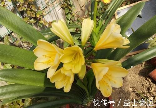 替代|君子兰营养土放哪种叶子可替代橡树叶？