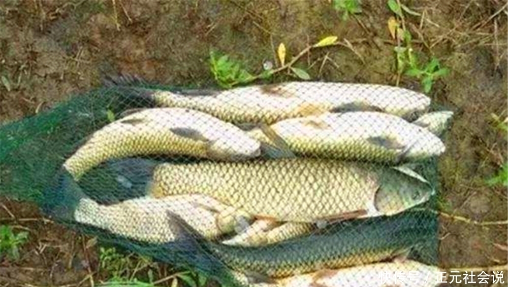 雨天|夏季钓鱼钓早晚,晴天雨天不一样,看准时机再出门,大鱼连竿上!