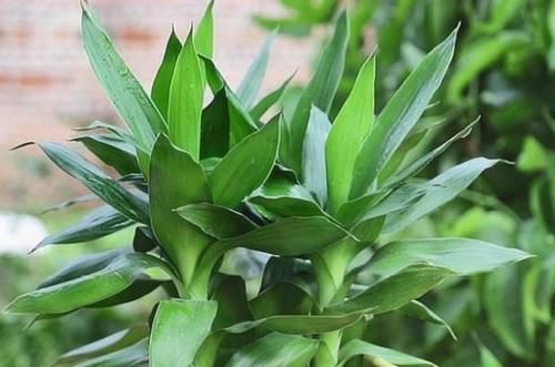 春天太干燥,养3种植物环境要湿润,不然叶子容易干焦