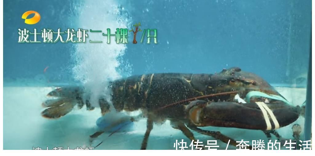 黄磊又黑脸?陈赫点名要小龙虾却剩下半盘,豪华食材恐失了初衷