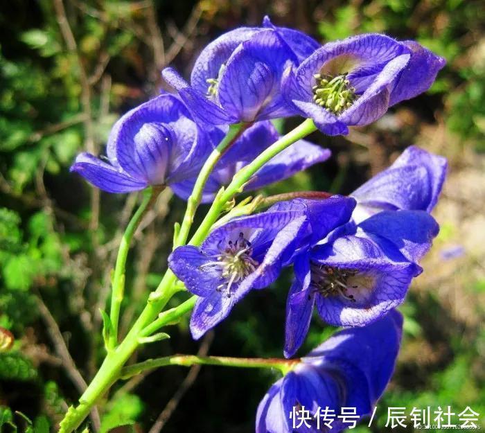 良方|3味药可治35种病，《伤寒论》中埋藏最深的良方就是它！