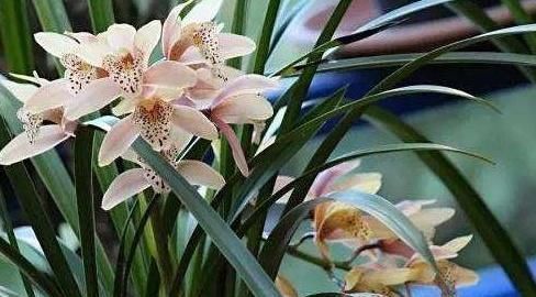 给兰花浇水,别碰3个“雷区”,一个不小心,叶子全黄、不开花