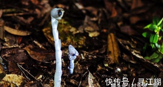 幽灵草|此为“冥界之花”,又称“幽灵草”,如果在野外遇见,切莫踩到