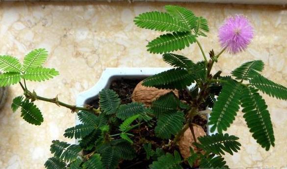 这些花原来有毒,难怪养在家里体质下降了,再好看也不能养了