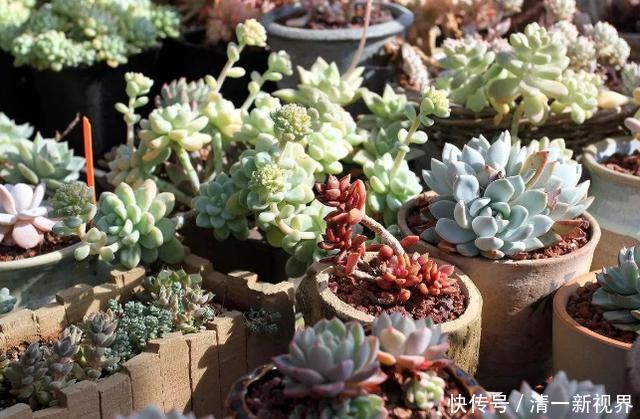 提醒肉友换盆土,你弄清楚什么时候动手合适,如何操作了吗