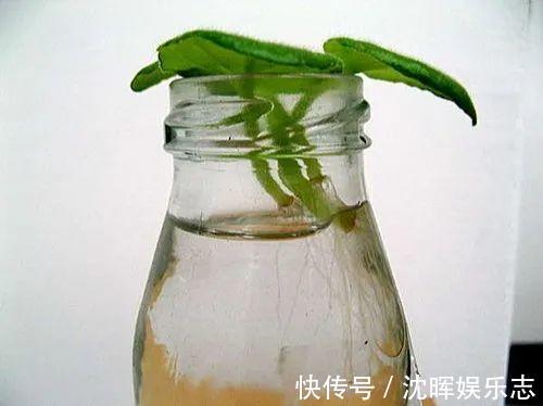 非洲堇|这花送人,只用送一片叶子,插土就活不心疼!