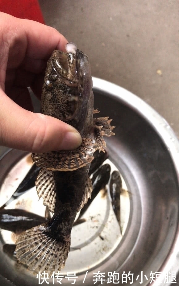 水电站下钓获一群“大嘴黑鱼”,老乡:新安江最好吃的鱼