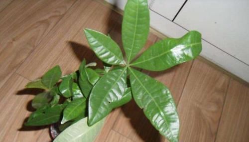 救回来|盆栽发财树如何做好日常管理掌握4点,黄叶烂根也能救回来