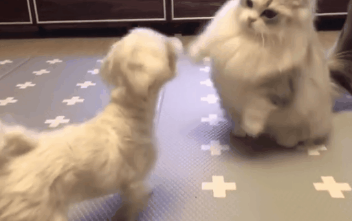 |搞笑GIF:姑娘 能不能告诉我你是怎样坐进去的