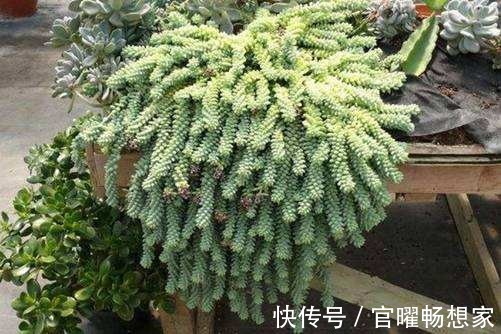 繁殖|这种多肉,叶子圆鼓鼓的像葡萄,俩月就能挤满盆!