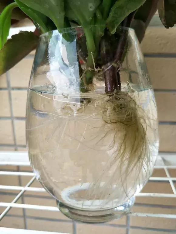 塑料瓶里装点水,能插20种花,生根不用愁,新手一学就会!