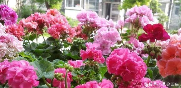 漂亮的花朵|养这6种花,家里全年都是“小花园”,花朵一茬又一茬的开!