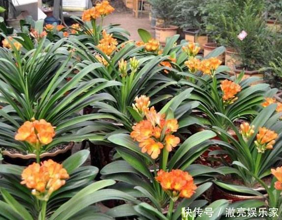 种花|3种花“太值钱”,不用去买,将“枝叶”拿来扦插,在4月就生根