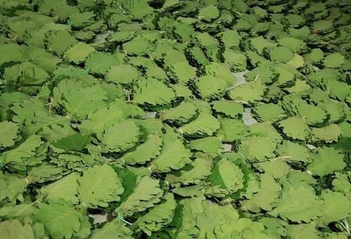 这树叶清香开胃，做饼是一绝，一到春天满山摘，或许你家山上有