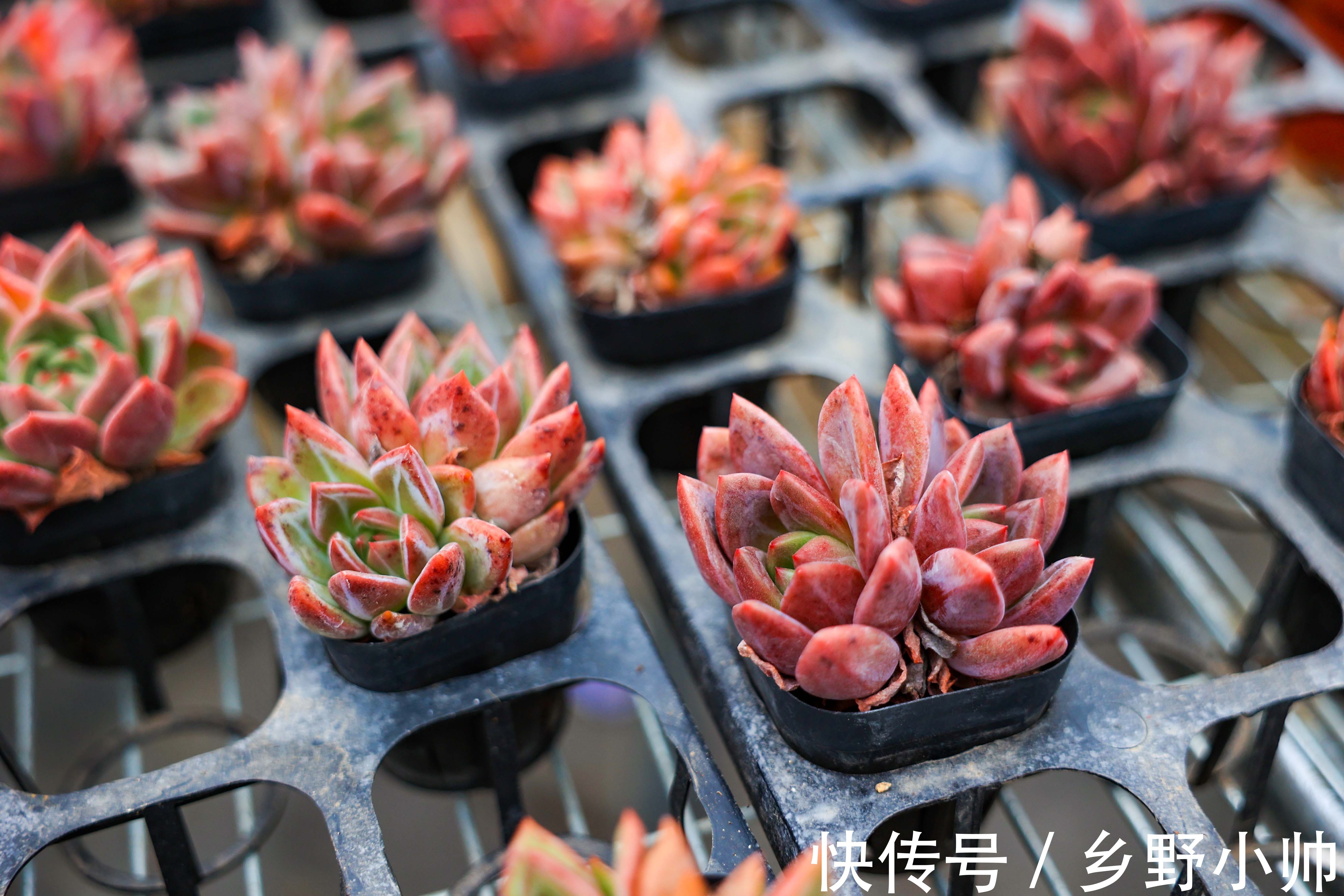 多肉什么情况下可以砍头?砍头后有什么差别?如何养护得更好?