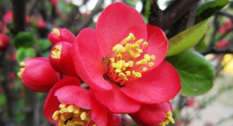 4种“懒人花”，好养又漂亮，开花美长势旺，黄绿交辉，内敛美