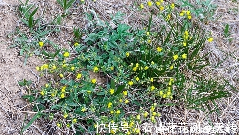 灰白色|根似人参却不是“参”,长在农村过去常忽视,如今20元一斤