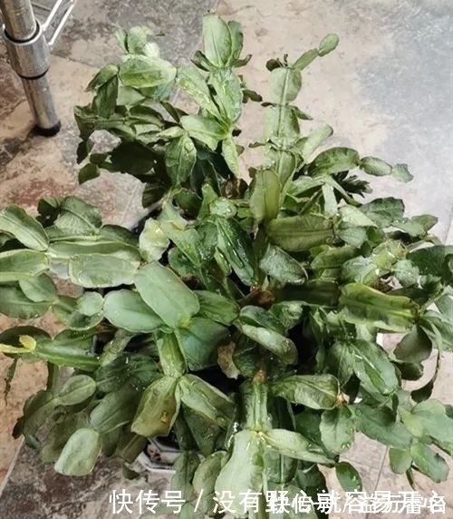 蟹爪兰焉焉的怎么办蟹爪兰要怎么浇水是浇大水还是少浇水